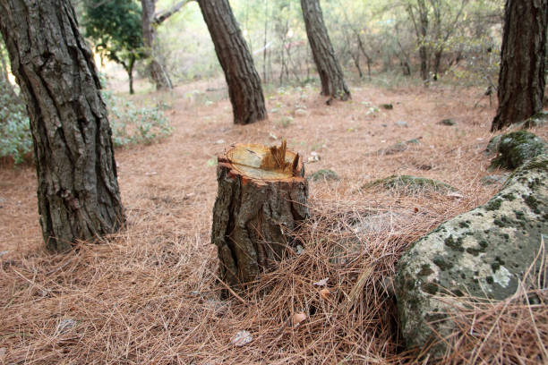 How Our Tree Care Process Works  in  Westphalia, MD